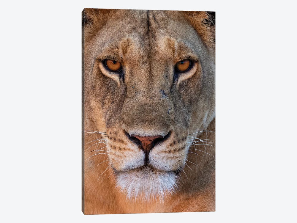 Lioness Eye Contact Kenya by Mogens Trolle 1-piece Canvas Artwork