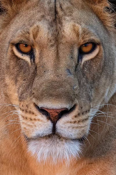 Kenya: Lioness Eye Contact Kenya by Mogens Trolle