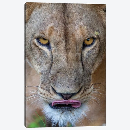 Lioness Intense Eyes Kenya Canvas Print #MOG71} by Mogens Trolle Canvas Art