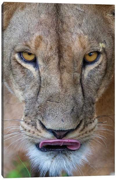 Lioness Intense Eyes Kenya Canvas Art Print - Mogens Trolle
