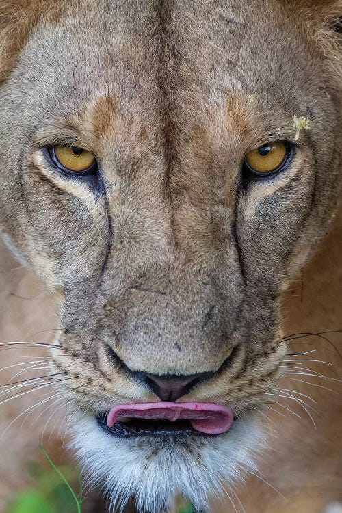 Lioness Intense Eyes Kenya