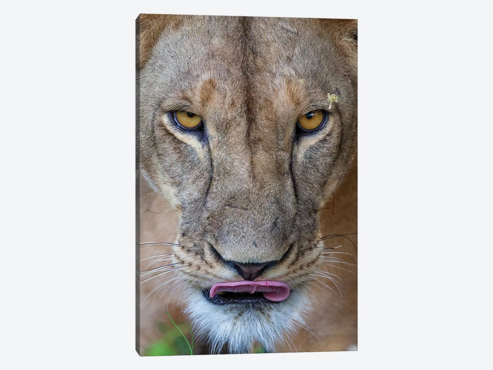 Lioness Intense Eyes Kenya by Mogens Trolle 1-piece Art Print