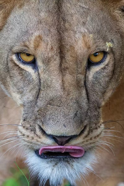 Mogens Trolle: Lioness Intense Eyes Kenya by Mogens Trolle