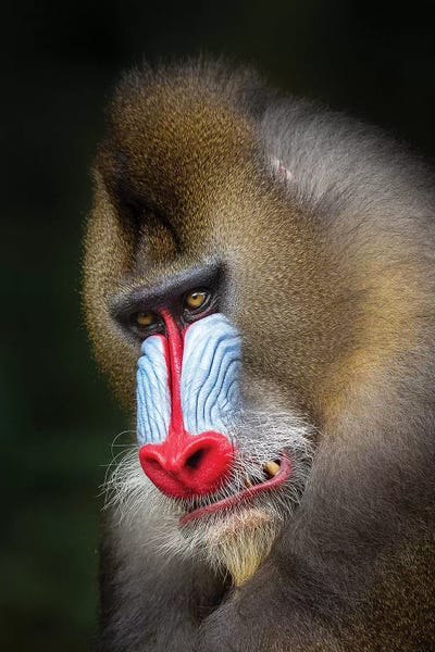 Mandrill Growl by Mogens Trolle framed wall art