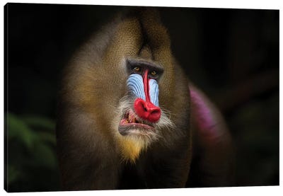 Mandrill In The Jungle Canvas Art Print - Monkey Art