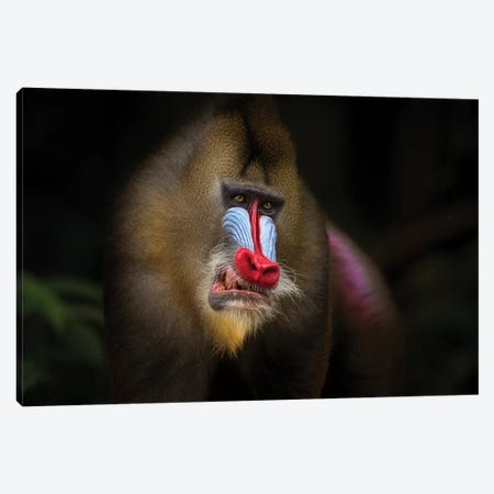 Mandrill In The Jungle Canvas Print #MOG73} by Mogens Trolle Canvas Artwork