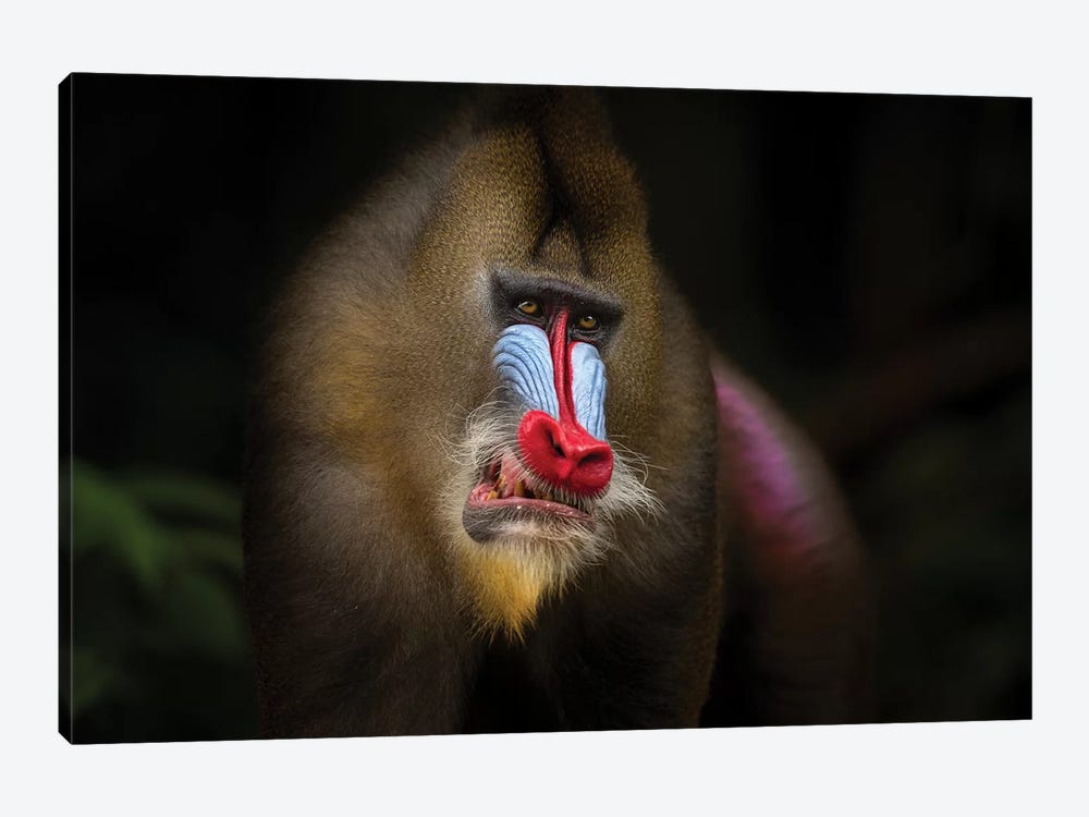 Mandrill In The Jungle by Mogens Trolle 1-piece Canvas Art Print