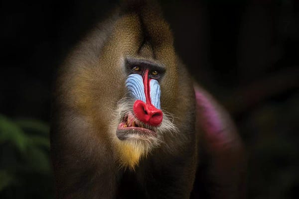 Monkeys: Mandrill In The Jungle by Mogens Trolle