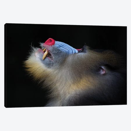 Mandrill Looking Up Canvas Print #MOG74} by Mogens Trolle Art Print