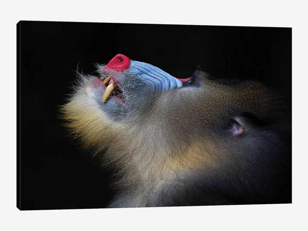 Mandrill Looking Up by Mogens Trolle 1-piece Canvas Art