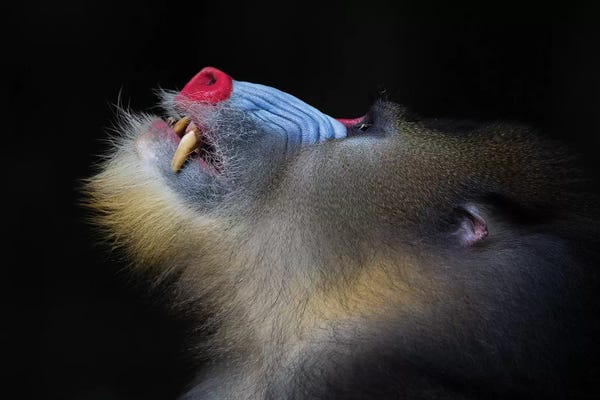 Mogens Trolle: Mandrill Looking Up by Mogens Trolle