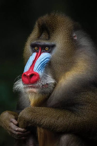 Mogens Trolle: Mandrill Posing by Mogens Trolle