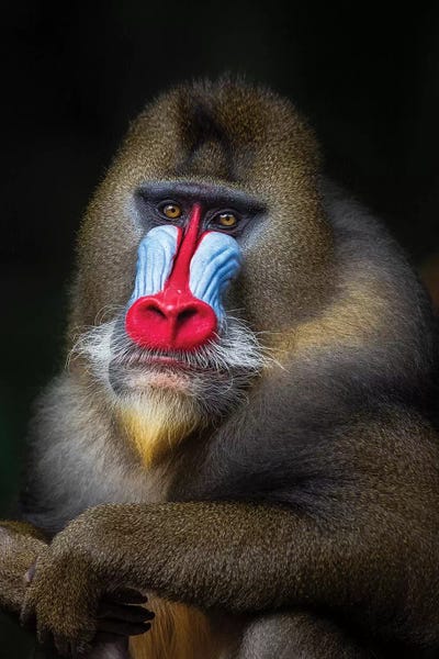 Mogens Trolle: Mandrill Posing2 by Mogens Trolle