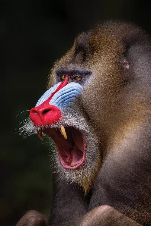 Mandrill Showing Teeth