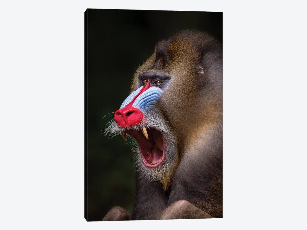 Mandrill Showing Teeth by Mogens Trolle 1-piece Canvas Art Print