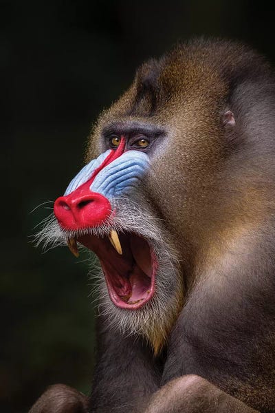Monkeys: Mandrill Showing Teeth by Mogens Trolle