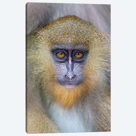 Mandrill Young Canvas Print #MOG78} by Mogens Trolle Canvas Wall Art