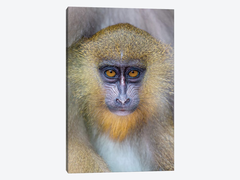 Mandrill Young by Mogens Trolle 1-piece Canvas Art