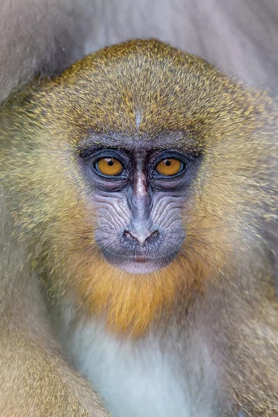 Monkeys: Mandrill Young by Mogens Trolle