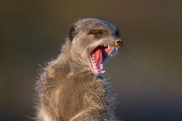 Mogens Trolle: Meerkat Yawn by Mogens Trolle