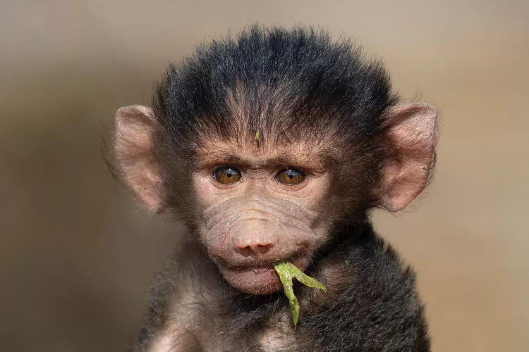 Baboon Baby III