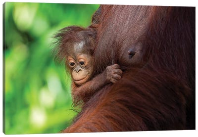 Orangutan Baby Hanging On Mother Canvas Art Print - Mogens Trolle