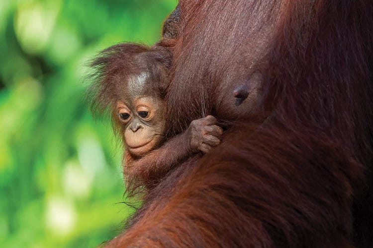 Orangutan Baby Hanging On Mother