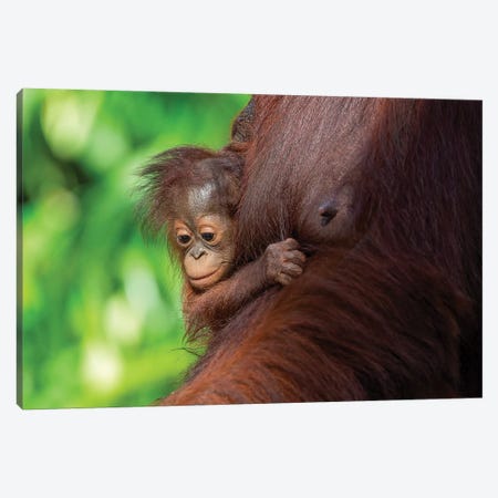 Orangutan Baby Hanging On Mother Canvas Print #MOG80} by Mogens Trolle Art Print