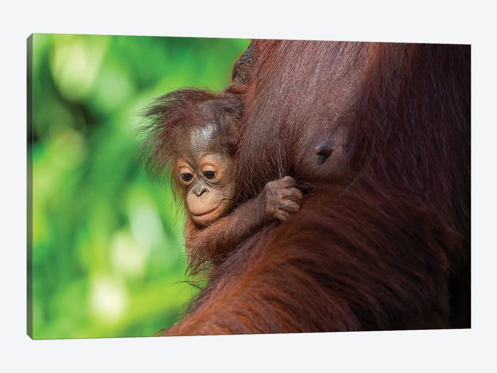 Orangutan Baby Hanging On Mother by Mogens Trolle 1-piece Canvas Print