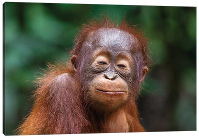 Orangutan Baby Smiling Closed Eyes Canvas Art Print - Orangutan Art