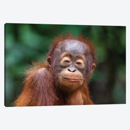 Orangutan Baby Smiling Closed Eyes Canvas Print #MOG81} by Mogens Trolle Canvas Art Print