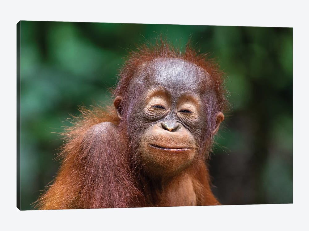 Orangutan Baby Smiling Closed Eyes by Mogens Trolle 1-piece Canvas Artwork