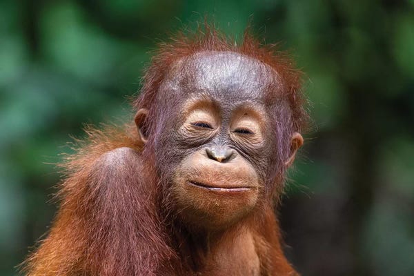 Mogens Trolle: Orangutan Baby Smiling Closed Eyes by Mogens Trolle