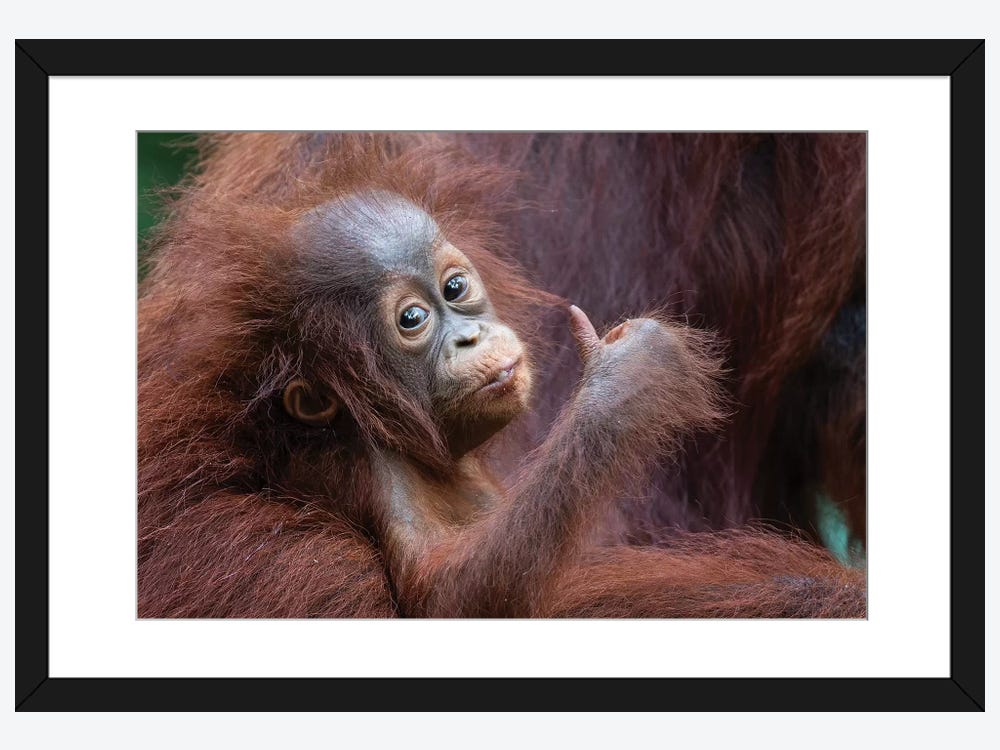 Orangutan Baby Thumbs Up Canvas Art Print by Mogens Trolle