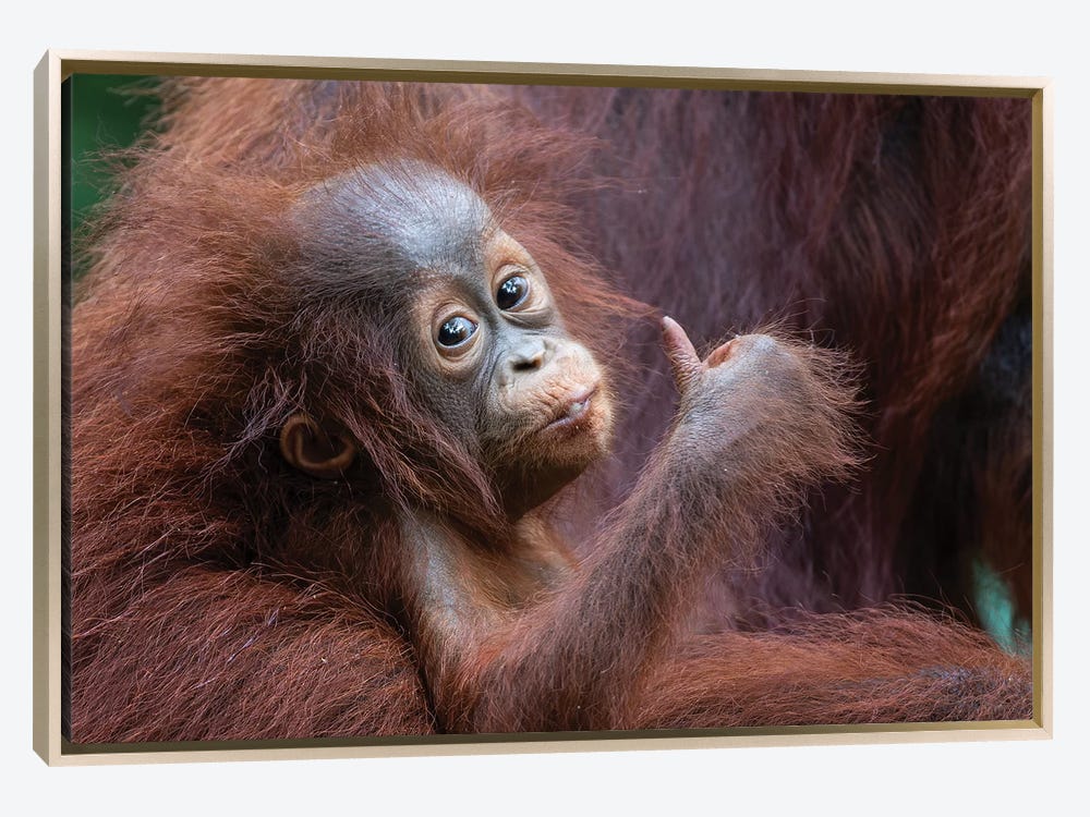 Bless international Orangutan Mother And Baby Borneo On Canvas by Mogens  Trolle Print