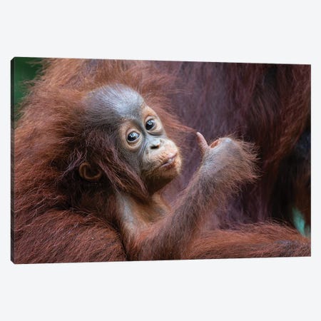 Orangutan Baby Thumbs Up Canvas Print #MOG82} by Mogens Trolle Canvas Print
