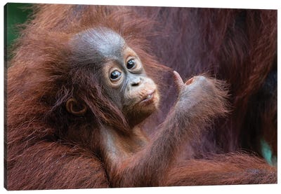 Orangutan Baby Thumbs Up Canvas Art Print - Orangutan Art