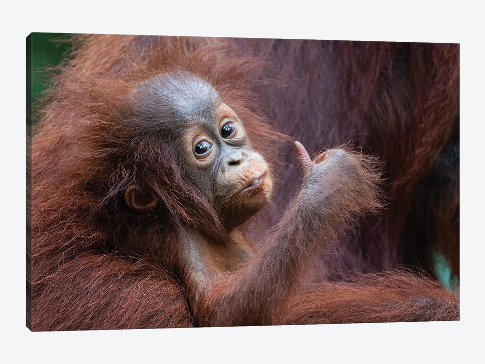 Orangutan Baby Thumbs Up by Mogens Trolle 1-piece Art Print
