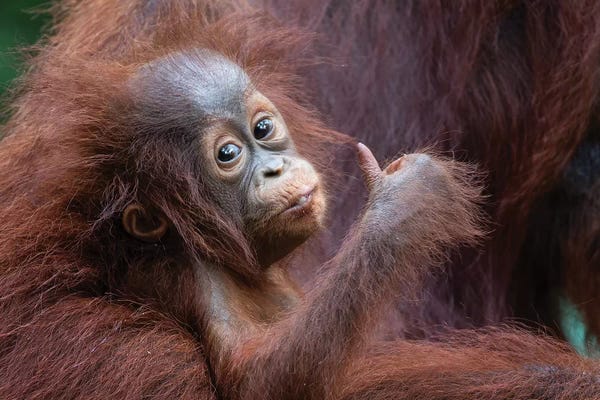 Orangutans: Orangutan Baby Thumbs Up by Mogens Trolle