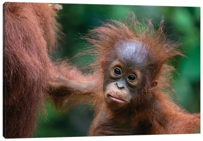 Orangutan Baby Wild Hair Day Canvas Art Print - Orangutan Art
