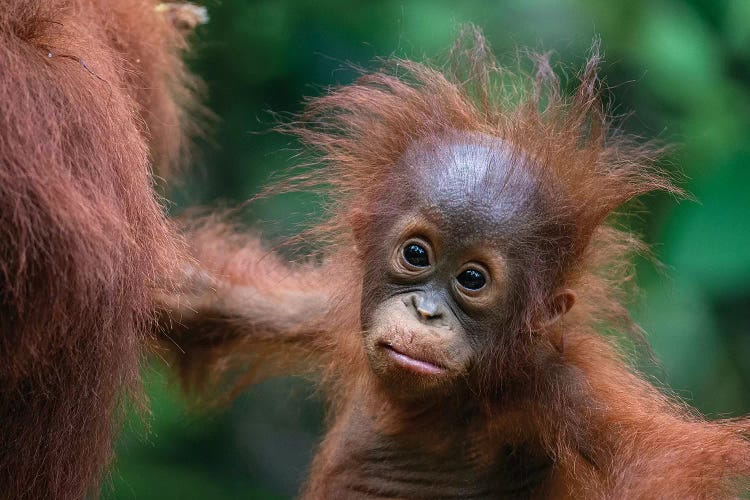 Orangutan Baby Wild Hair Day