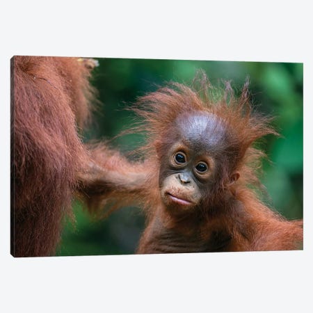 Orangutan Baby Wild Hair Day Canvas Print #MOG83} by Mogens Trolle Canvas Art Print