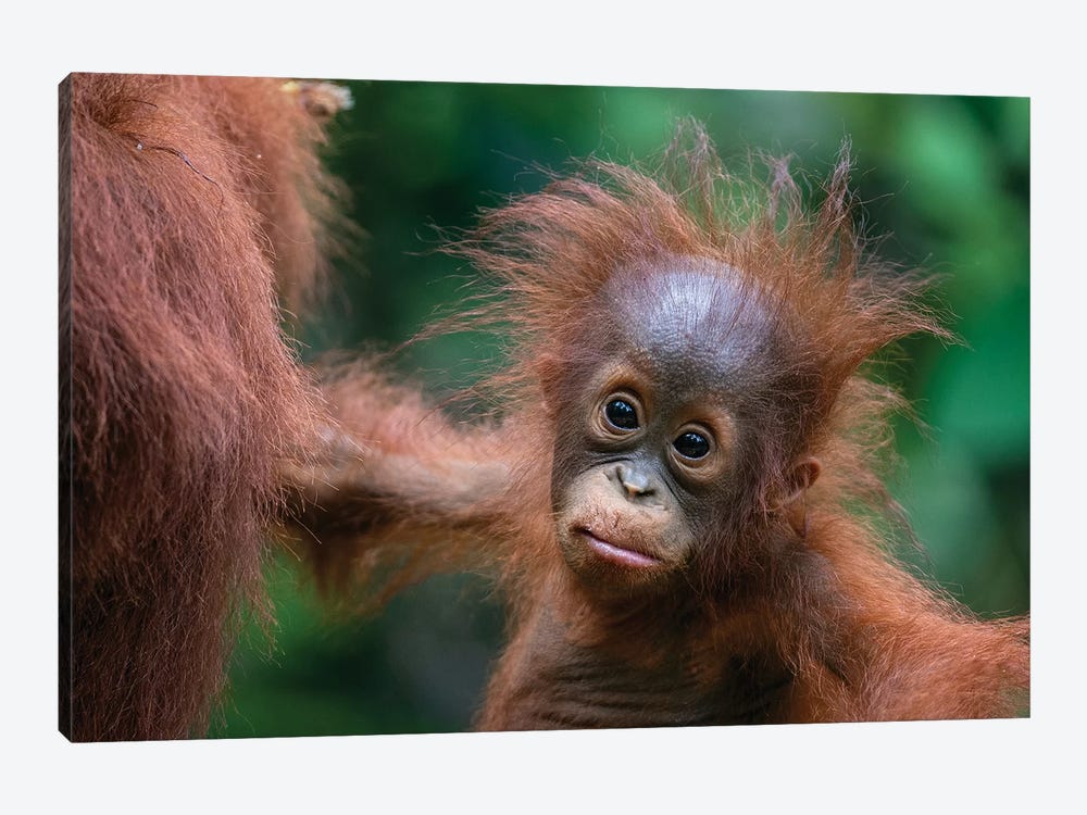 Orangutan Baby Wild Hair Day by Mogens Trolle 1-piece Canvas Wall Art