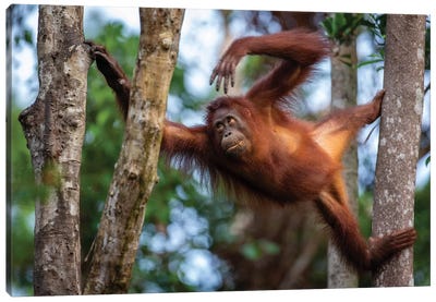 Orangutan Climbing Borneo Canvas Art Print - Orangutan Art