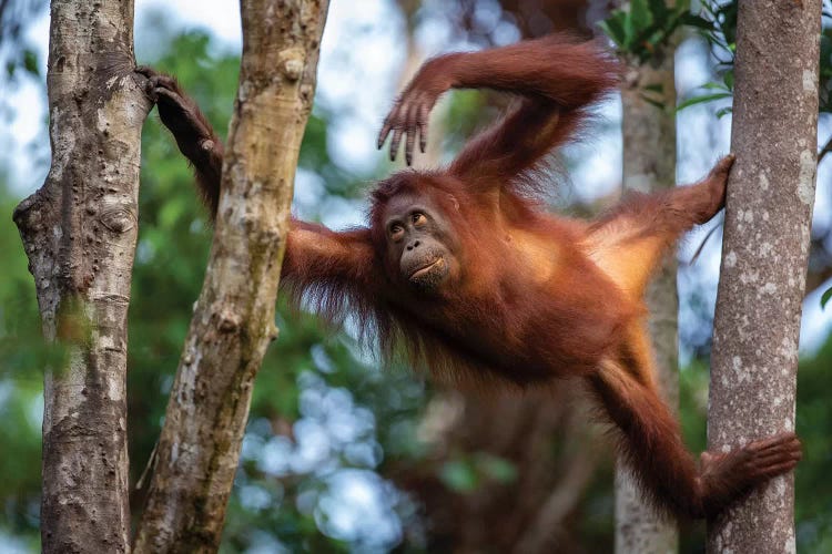 Orangutan Climbing Borneo