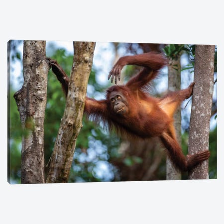 Orangutan Climbing Borneo Canvas Print #MOG84} by Mogens Trolle Canvas Art