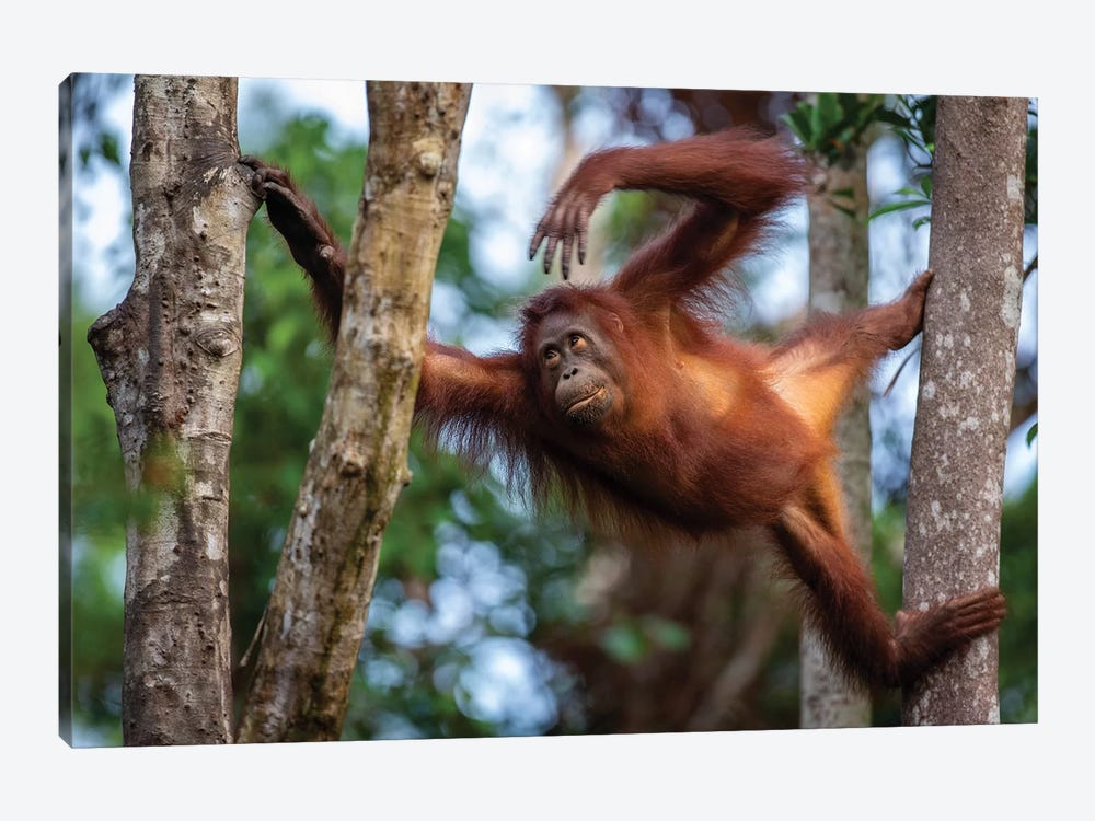 Orangutan Climbing Borneo by Mogens Trolle 1-piece Art Print