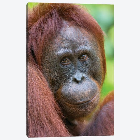 Orangutan Female Friendly Face Borneo Canvas Print #MOG85} by Mogens Trolle Canvas Art