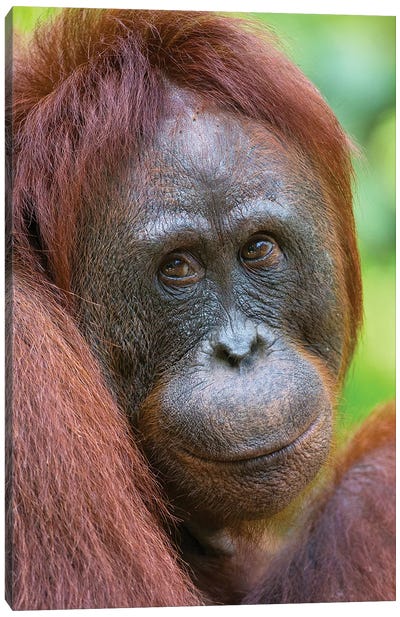 Orangutan Female Friendly Face Borneo Canvas Art Print - Orangutan Art