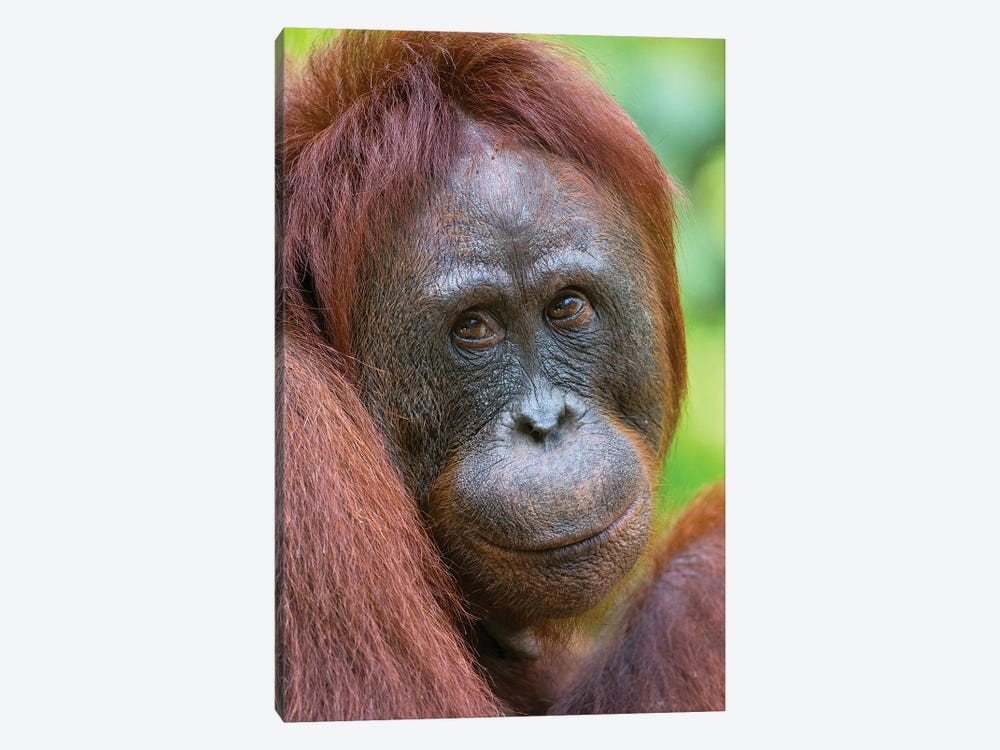 Orangutan Female Friendly Face Borneo by Mogens Trolle 1-piece Canvas Wall Art
